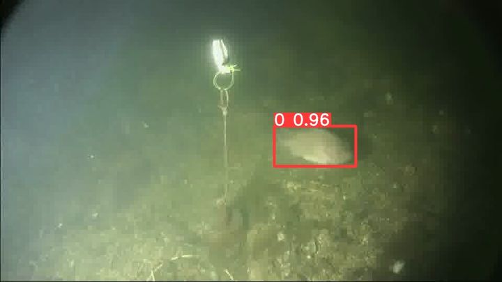 Brackish test frame with YOLOv5s detections
