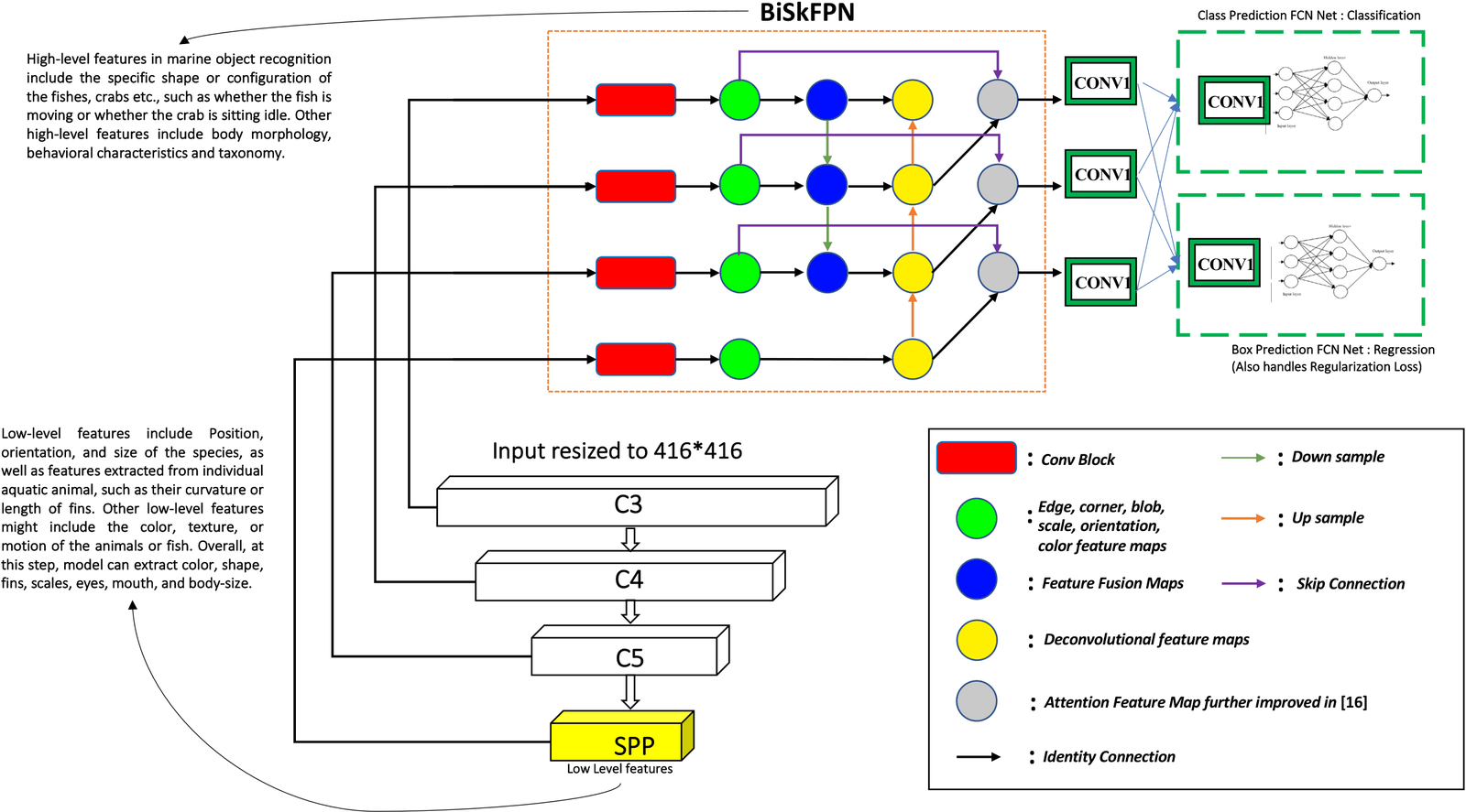 Figure 1 of the paper: EfficientNet backbone, BiSkFPN bottleneck and prediction head
