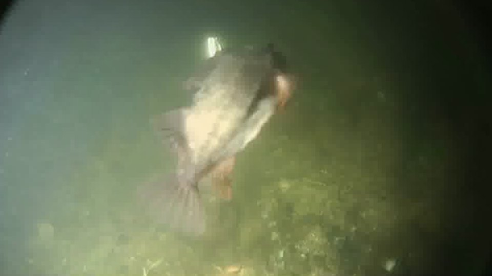 Big fish frame