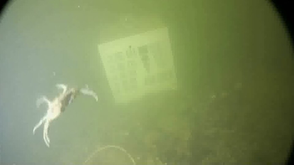 Crab frame