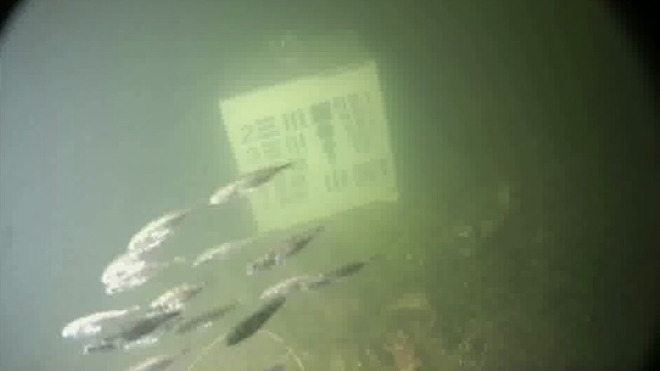 Fish school frame