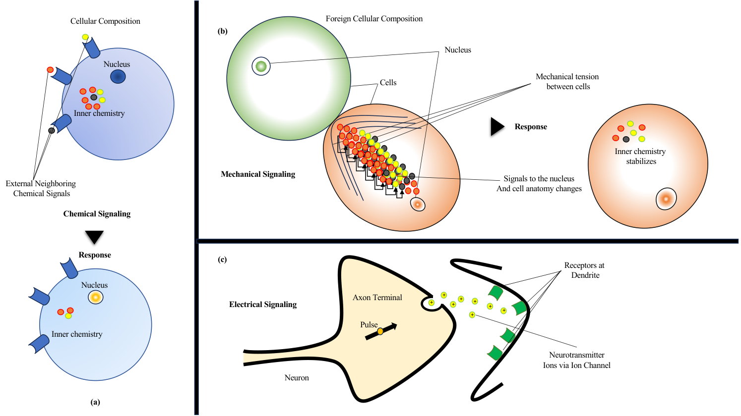 Chemical, mechanical and electrical signalling between biological cells