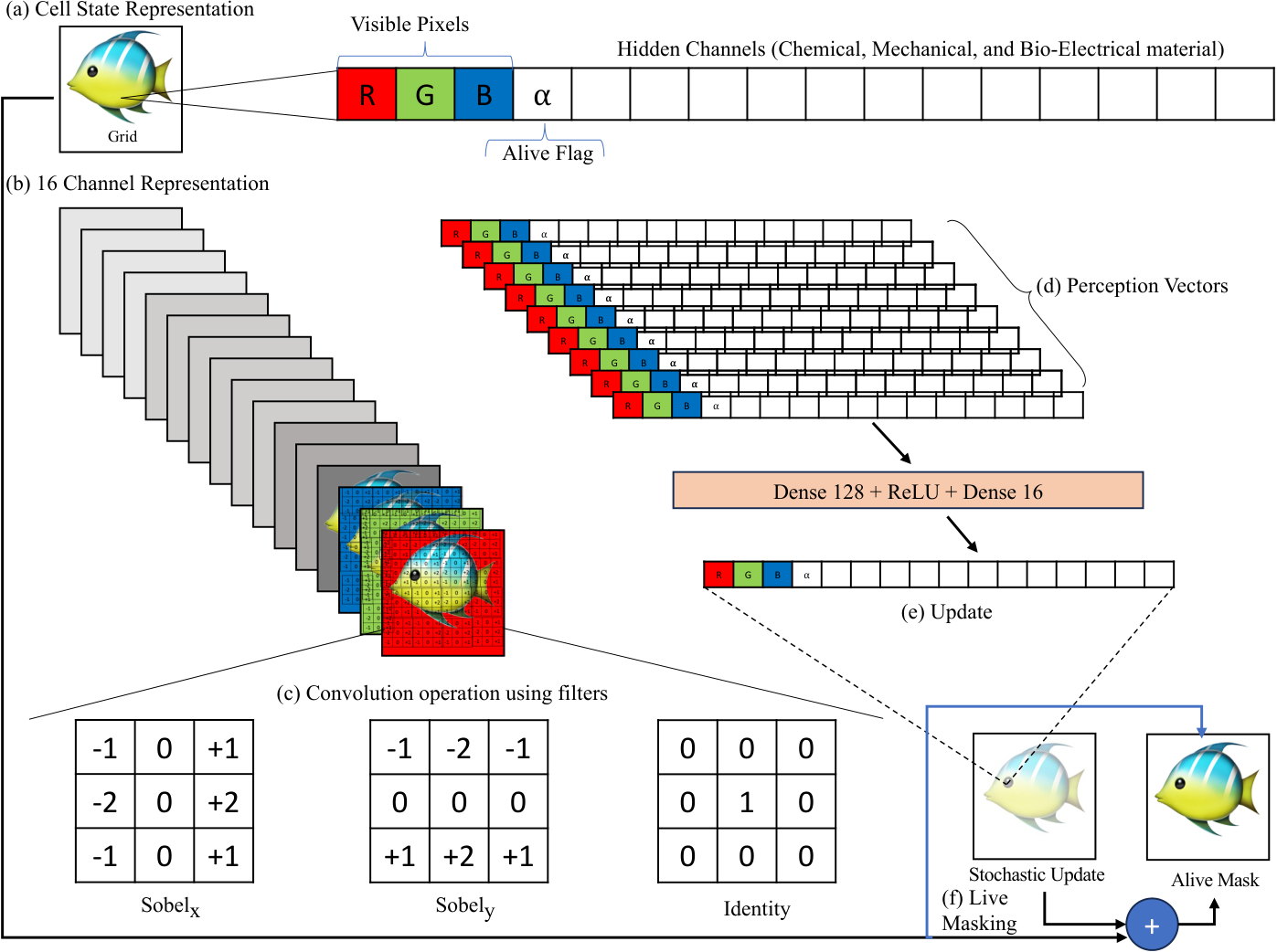 Growing NCA: 16-channel cell state, Sobel perception vectors, dense update and alive masking